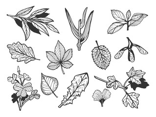 different leaves set
