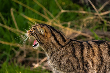 Scottish Wild Cat