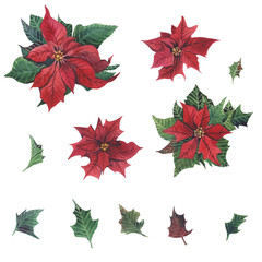 Watercolor poinsettia with Christmas floral decor. Hand painted traditional flower and plants: holly, mistletoe, berries and fir branch isolated on white background.