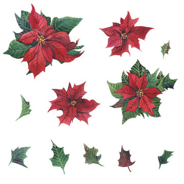 Watercolor poinsettia with Christmas floral decor. Hand painted traditional flower and plants: holly, mistletoe, berries and fir branch isolated on white background.
