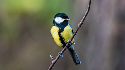 Obraz premium Great Tit perching on the twig