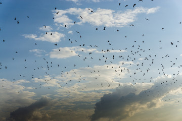 Seagulls. A bunch of flying birds. background of sky and clouds, flying animals.