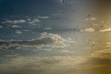 Seagulls. A bunch of flying birds. background of sky and clouds, flying animals.
