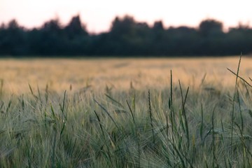 Fototapeta na wymiar Field of wheat at the golden hour