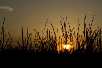 Fototapeta na wymiar Sunset with grass and grain silhouette