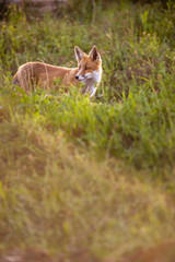 Red fox in its natural habitat - wildlife shot