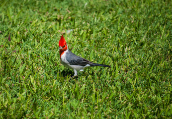 Red-crested cardinal on a grass in Hawaii, Oahu