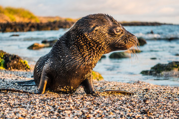 Sea Lion Pup