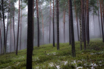 Mystic foggy forest with snow