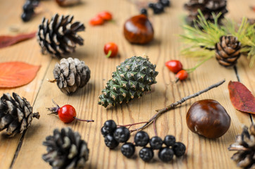 Cones, leaves and autumn fruits on wooden boards. Autumn still life with pine cones. Chestnuts and berries of bushes. Cones of different trees on a wooden table.