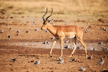 Beautiful impala male, Aepyceros melampus.