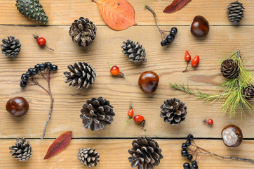 Cones, leaves and autumn fruits on wooden boards. Autumn still life with pine cones. Chestnuts and berries of bushes. Cones of different trees on a wooden table.