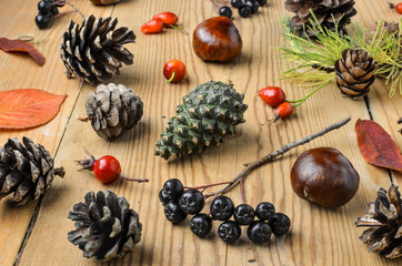 Cones, leaves and autumn fruits on wooden boards. Autumn still life with pine cones. Chestnuts and berries of bushes. Cones of different trees on a wooden table.