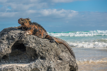 Obraz premium Marine Iguana 