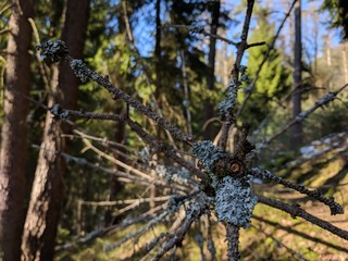 Dead tree with branches