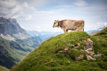 Fototapeta na wymiar Brown mountain cows grazing on an alpine pasture in the Bernese Alps in summer. Grindelwald, Jungfrau region, Bernese Oberland, Switzerland