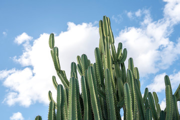 Mandacaru tipico cactus do nordeste