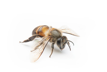 Honey Bee on White Background.