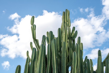 Mandacaru tipico cactus do nordeste