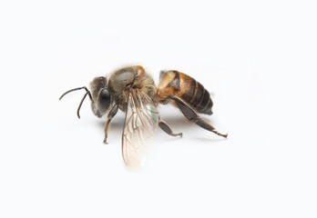 Honey Bee on White Background.