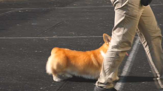 Speech dogs welsh corgi at the show.