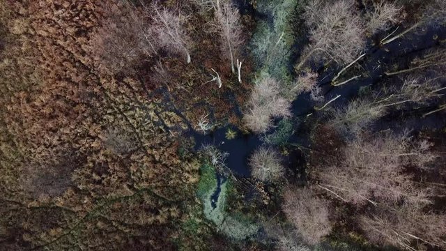 swamp nature wetland green water grass autumn