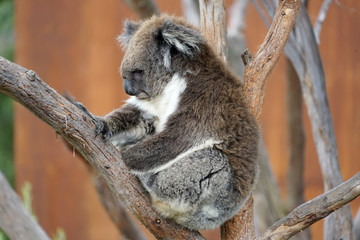 Koala in tree