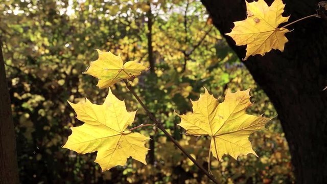 Gelbe Bl&auml;tter eine Ahornbaumes bewegen sich im Wind, full HD 1080p Video Footage 25 fps 