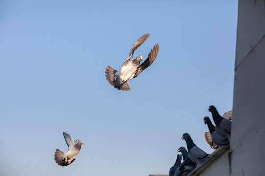 flying of spedd racing pigeon bird against clear blue sky