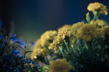 Macro view of yellow flowers in a sunny garden on a warm summer day