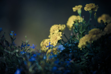 Fototapeta na wymiar Macro view of yellow flowers in a sunny garden on a warm summer day