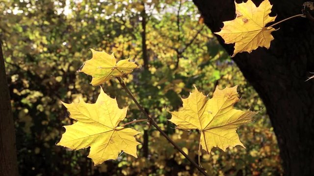Gelbe Bl&auml;tter eine Ahornbaumes bewegen sich im Wind, full HD 1080p Video Footage 25 fps 