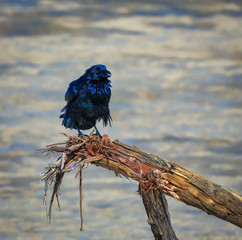 fluffy blue raven on tree stumps