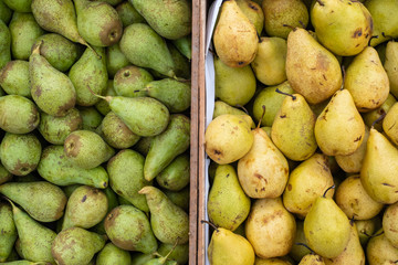 many green and yellow pears in crates after harvest