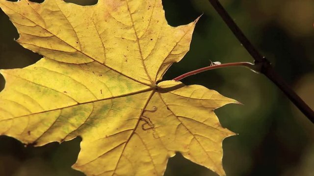 Gelbe Bl&auml;tter eine Ahornbaumes bewegen sich im Wind, full HD 1080p Video Footage 25 fps 