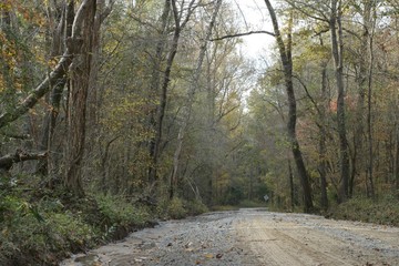 Road through flooded Southern swamp in fall