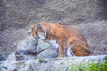 predatory dangerous wild red-haired lynx cat sits on a stone on the background of rocks