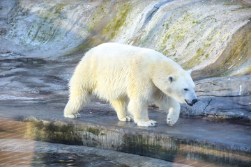 polar polar bear in the aviary on the background of stones and rocks