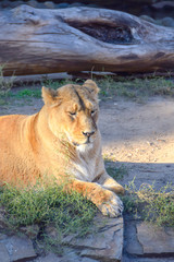  portrait of the main lioness lies on the stones of a pride fallen tree