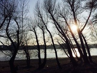 baum, abendrot, himmel, landschaft, baum, see, sonnenaufgang, natur, wald, wasser, winter, sonne, silhouette, nebel, licht, nebel, abenddämmerung, morgen, schön, fluss, schnee, herbst, cloud, sonnenli