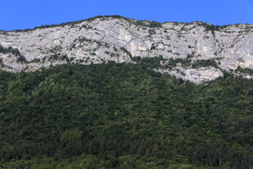 Forêt dans les alpes françaises. / Forest in the French Alps.
