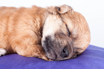 Obraz premium A cute purebred newborn puppy sleeps on a bed cushion for dogs, close up.