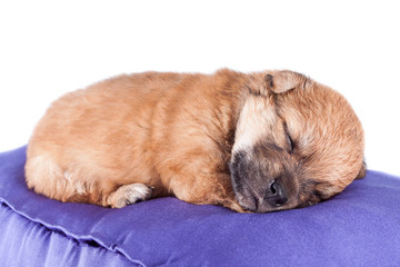 Fototapeta na wymiar A cute purebred newborn puppy sleeps on a bed cushion for dogs, close up.
