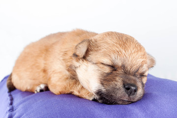 A cute purebred newborn puppy sleeps on a bed cushion for dogs, close up.