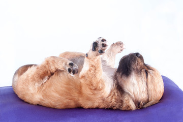 Fototapeta na wymiar A cute purebred newborn puppy sleeps on a bed cushion for dogs.