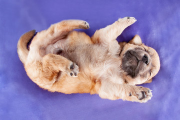 Fototapeta na wymiar A cute purebred newborn puppy sleeps on a bed cushion for dogs.