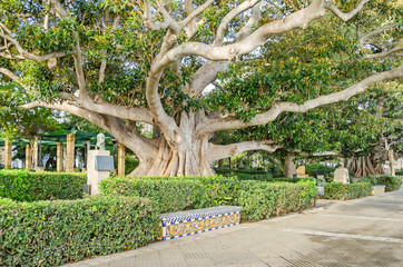 Alameda de Apodaca with giant Ficus trees and a bench decorated with Seville ceramic tiles  in Cadiz, Spain - obrazy, fototapety, plakaty