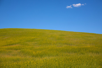yellow rape field and blue sky