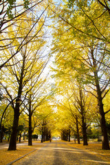 Lines of gingko trees in Hibarigaoka park