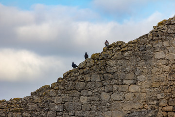Three pigeons sit on an old rock wall under a blue sky